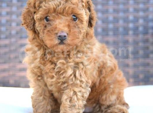 Tartişilmaz Kali̇tedeki̇ Efsane Toy Poodle Oğlumuz görsel