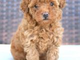 Tartişilmaz Kali̇tedeki̇ Efsane Toy Poodle Oğlumuz