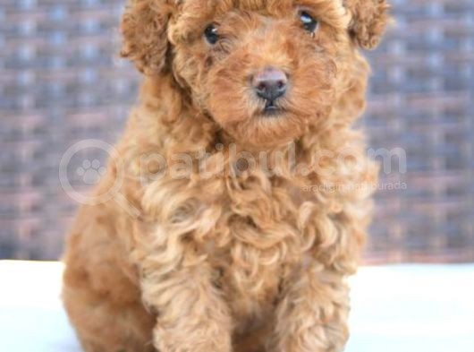 Tartişilmaz Kali̇tedeki̇ Efsane Toy Poodle Oğlumuz