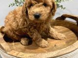 Toy Poodle Bebeklerimiz Saglik Ve Irk Garantili