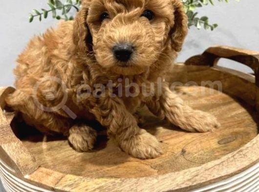 Toy Poodle Bebeklerimiz Saglik Ve Irk Garantili görsel