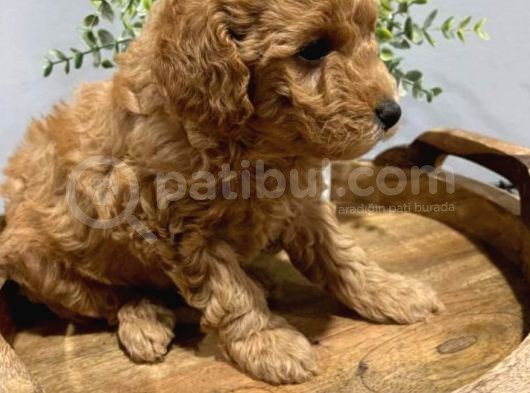 Toy Poodle Bebeklerimiz Saglik Ve Irk Garantili görsel