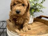 Toy Poodle Bebeklerimiz Saglik Ve Irk Garantili
