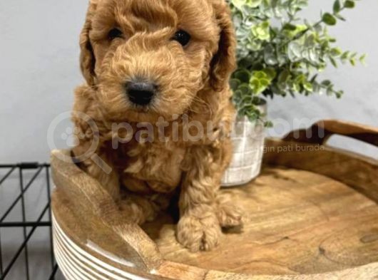 Toy Poodle Bebeklerimiz Saglik Ve Irk Garantili