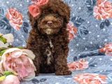 Safkan Orjinal Toy Poodle Yavrularimiz