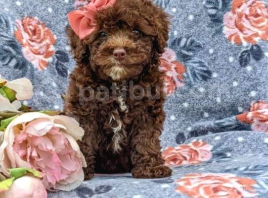 Safkan Orjinal Toy Poodle Yavrularimiz görsel