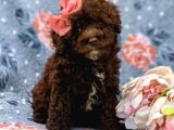 Safkan Orjinal Toy Poodle Yavrularimiz