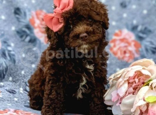 Safkan Orjinal Toy Poodle Yavrularimiz görsel
