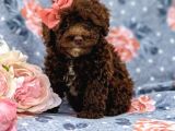 Safkan Orjinal Toy Poodle Yavrularimiz
