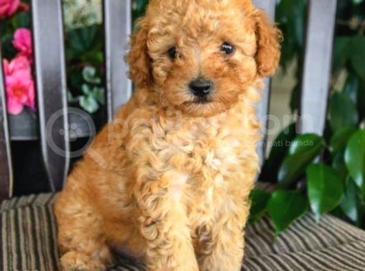 Üst Düzey Kalitedeki Show Class Toy Poodle Bebegimiz görsel