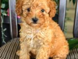 Üst Düzey Kalitedeki Show Class Toy Poodle Bebegimiz