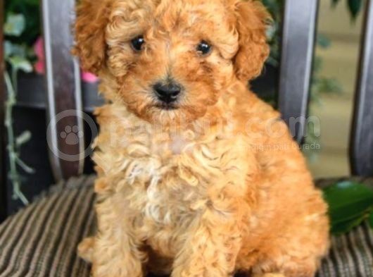Üst Düzey Kalitedeki Show Class Toy Poodle Bebegimiz görsel