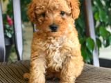 Üst Düzey Kalitedeki Show Class Toy Poodle Bebegimiz