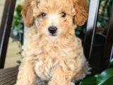 Dünya Tatlisi Show Kalite Toy Poodle Yavrumuz