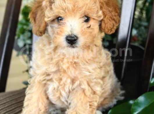 Dünya Tatlisi Show Kalite Toy Poodle Yavrumuz görsel