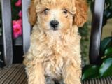 Dünya Tatlisi Show Kalite Toy Poodle Yavrumuz
