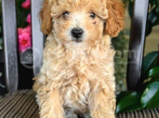 Dünya Tatlisi Show Kalite Toy Poodle Yavrumuz görsel