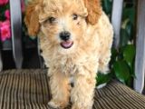 Dünya Tatlisi Show Kalite Toy Poodle Yavrumuz