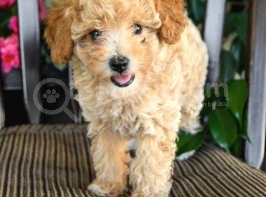 Dünya Tatlisi Show Kalite Toy Poodle Yavrumuz