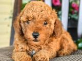 Saglik Ve Irk Garantili Toy Poodle Bebeklerimiz
