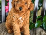 Saglik Ve Irk Garantili Toy Poodle Bebeklerimiz