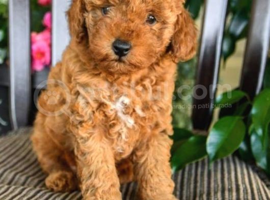 Saglik Ve Irk Garantili Toy Poodle Bebeklerimiz görsel