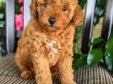 Saglik Ve Irk Garantili Toy Poodle Bebeklerimiz