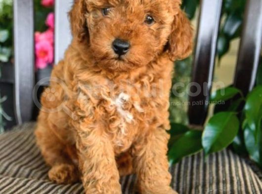 Saglik Ve Irk Garantili Toy Poodle Bebeklerimiz