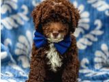 Üst Düzey Kalitedeki Show Class Toy Poodle Bebegimiz