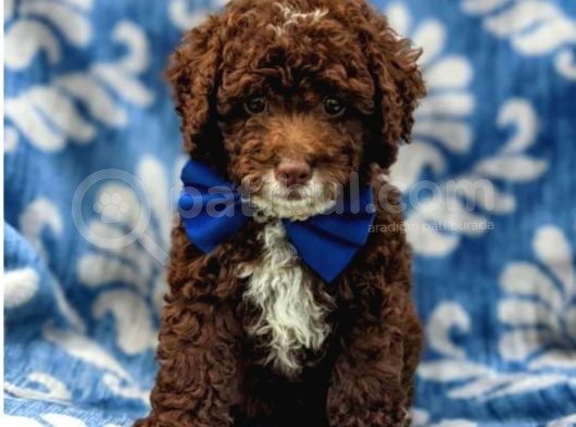 Üst Düzey Kalitedeki Show Class Toy Poodle Bebegimiz görsel