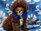 Üst Düzey Kalitedeki Show Class Toy Poodle Bebegimiz