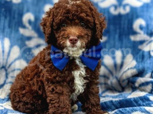 Üst Düzey Kalitedeki Show Class Toy Poodle Bebegimiz görsel
