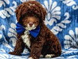 Üst Düzey Kalitedeki Show Class Toy Poodle Bebegimiz