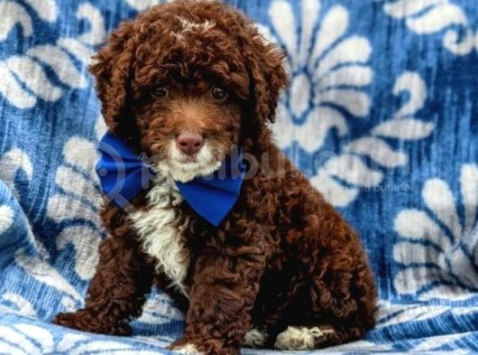 Üst Düzey Kalitedeki Show Class Toy Poodle Bebegimiz