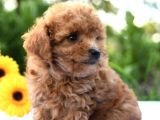 Gulen Surat Dunya Tatlisi Toy Poodle Bebeklerimiz