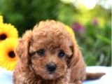 Gulen Surat Dunya Tatlisi Toy Poodle Bebeklerimiz