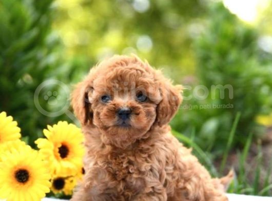 Saglik Ve Irk Garantili Toy Poodle Bebeklerimiz görsel