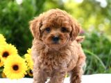 Saglik Ve Irk Garantili Toy Poodle Bebeklerimiz