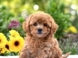 Muhteşem Güzelli̇kteki̇ Orjinal Toy Poodle Yavrulari̇mi̇z