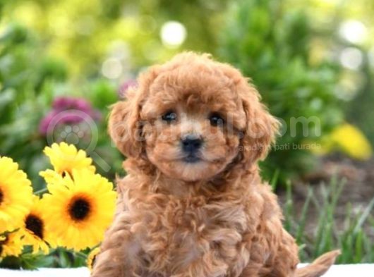 Muhteşem Güzelli̇kteki̇ Orjinal Toy Poodle Yavrulari̇mi̇z görsel