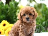 Muhteşem Güzelli̇kteki̇ Orjinal Toy Poodle Yavrulari̇mi̇z