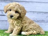 Toy Poodle Bebeklerimiz Artik Aramizda