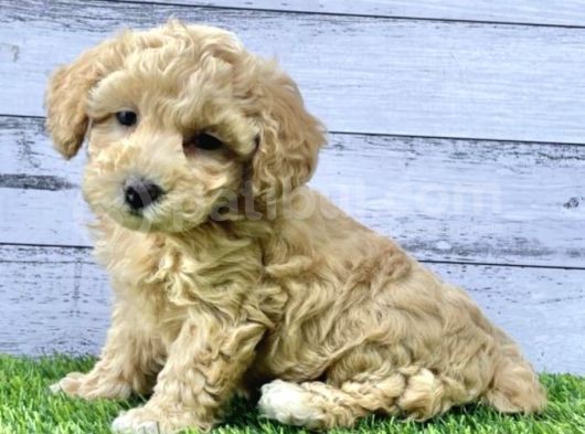 Toy Poodle Bebeklerimiz Artik Aramizda görsel