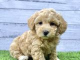 Toy Poodle Bebeklerimiz Artik Aramizda
