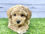 Toy Poodle Bebeklerimiz Artik Aramizda