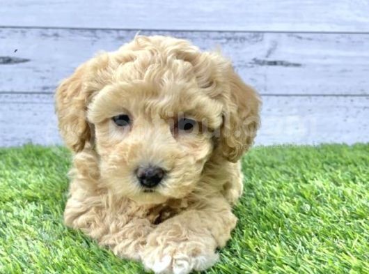 Toy Poodle Bebeklerimiz Artik Aramizda