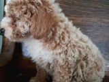 Saglik Ve Irk Garanti̇li̇ Toy Poodle Yavrularimiz