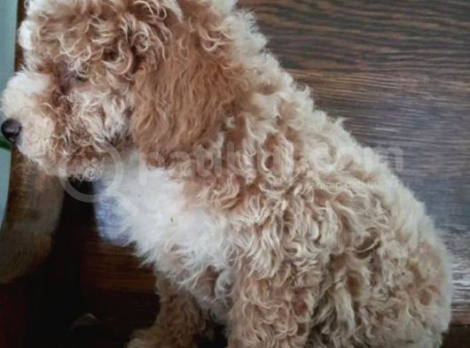 Saglik Ve Irk Garanti̇li̇ Toy Poodle Yavrularimiz görsel