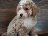 Saglik Ve Irk Garanti̇li̇ Toy Poodle Yavrularimiz