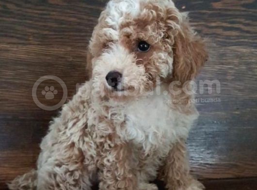 Saglik Ve Irk Garanti̇li̇ Toy Poodle Yavrularimiz görsel